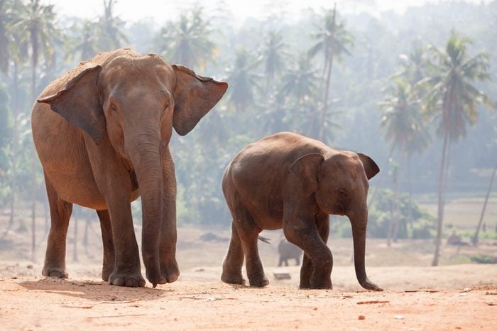 Family of Indian elephants