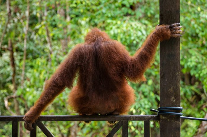 Female orangutan sitting on the fence in Semenggoh Nature Reserve, Sarawak, Borneo, Malaysia