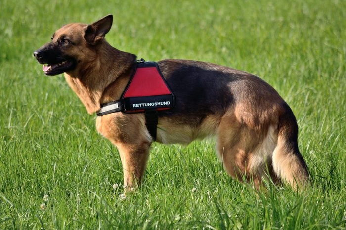 German Shepherd as a rescue dog