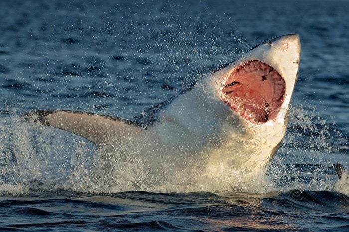 Great White Shark (Carcharodon carcharias) breaching in an attack.Great White Shark (Carcharodon carcharias) with an open mouth jumps out of water