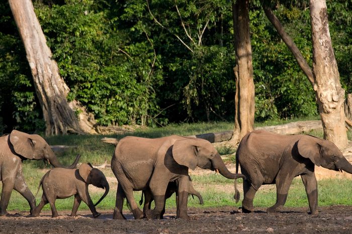 Group of forest elephants in the forest edge. Republic of Congo. Dzanga-Sangha Special Reserve. Central African Republic. An excellent illustration.