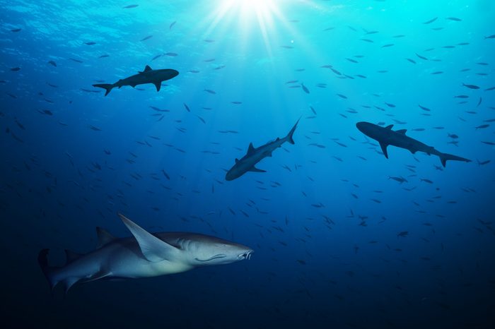Group of sharks hunting smalls fish in beautiful deep blue water with sunrays