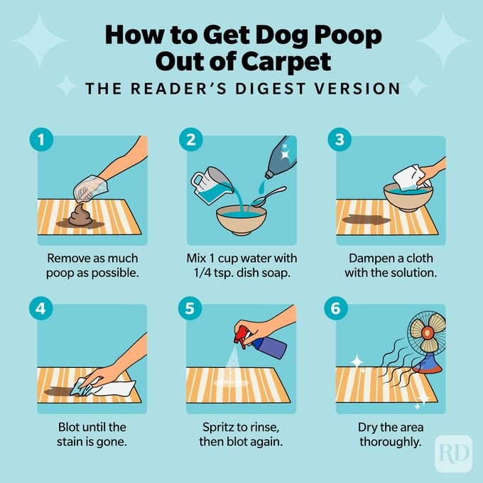 How To Get Dog Poop Out Of Carpet And Other Hard To Clean Spots