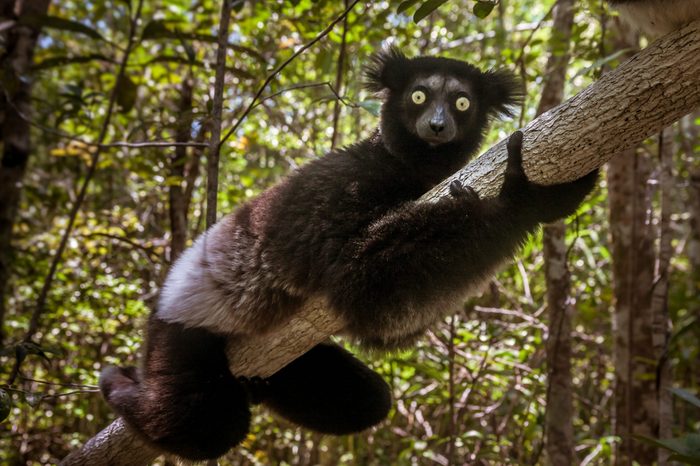 Indri indri, also called the babakoto, is the largest lemurs of Madagascar