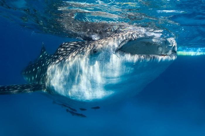 Large whale shark with remora near the surface