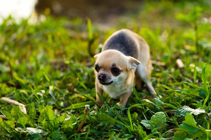 Little scared chihuahua dog on the background of green grass