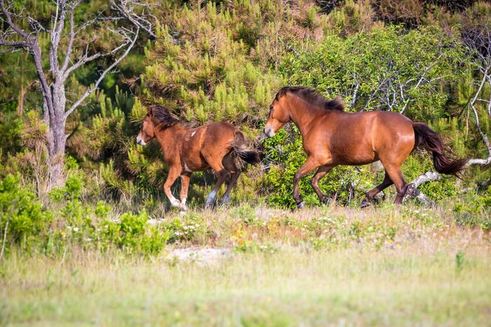 A pair of wild ponies (Equus caballus) running at Assateague Island National Seashore, Maryland