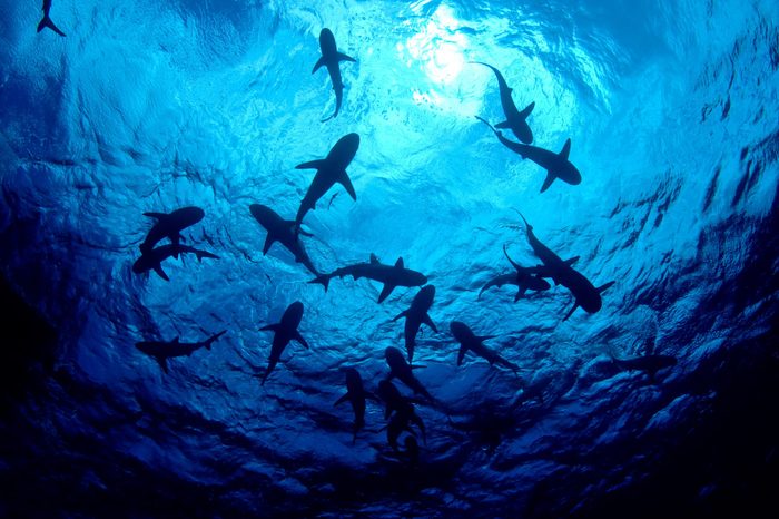 Ocean sharks
