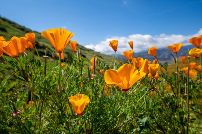 Open orange poppies bloom in Walker Canyon in Lake Elsinore California during the 2019 superbloom