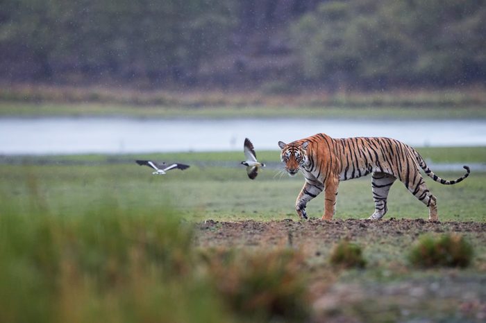 Panoramic photo of wild Bengal tiger, Panthera tigris in heavy rain. Tigress against lake. Tiger and two peewits in its natural habitat.Ranthambore National Park, Rajasthan, India