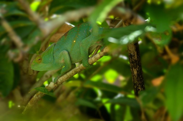 Parsonâs Chameleon - Calumma parsonii, rain forest Madagascar east coast. Colourful endemic lizard.