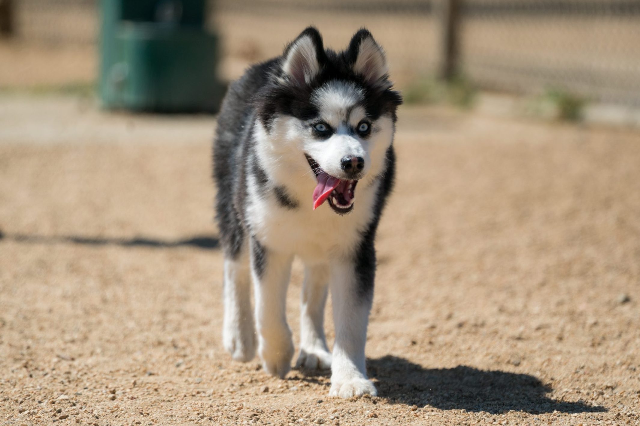 Pomsky, Husky and Pomeranian Mix, Running with Tongue Out