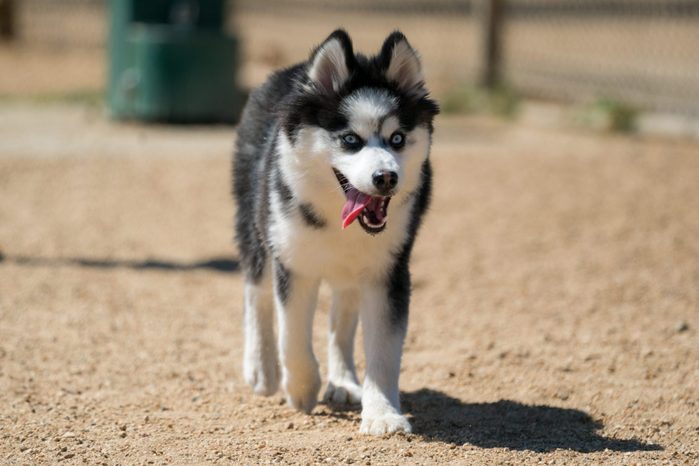 Pomsky, Husky and Pomeranian Mix, Running with Tongue Out