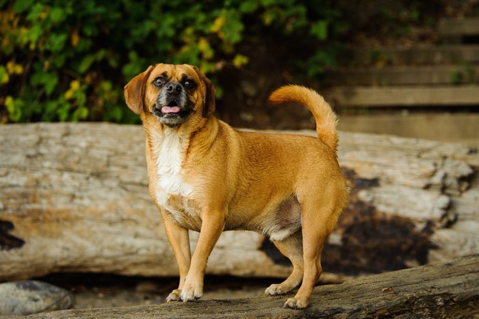Puggle, beagle and pug mix breed, standing on a log outdoors