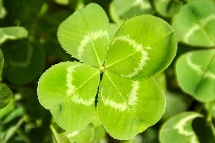Four Leaf Clover Good Luck Charm For Aspiration Search, Discovery
