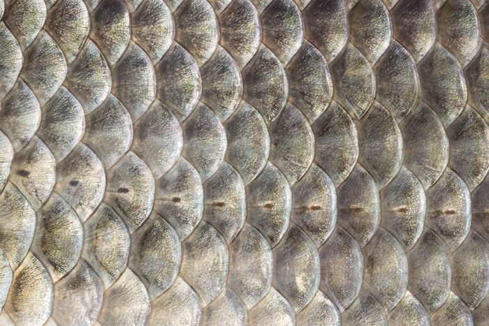 Fish Scales, Crucian Carp Background, Cartilaginous Fish, Macro, Close Up