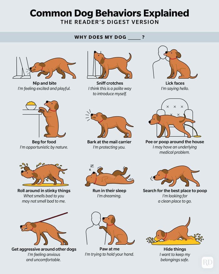Infographic showing illustrated dog behaviors and what they mean