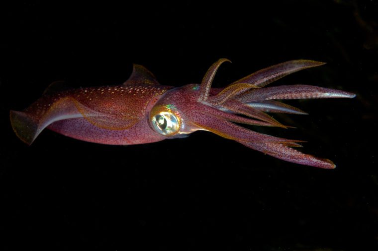 Red squid with big eyes in darkness