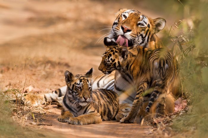 Royal Bengal Tiger with Cub 