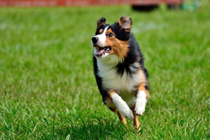 Running dog. TriColor Border Collie.