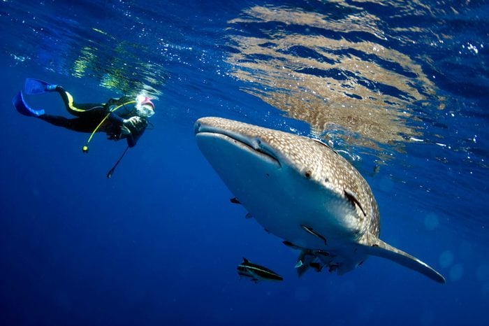 Surprised divers with whale sharks.