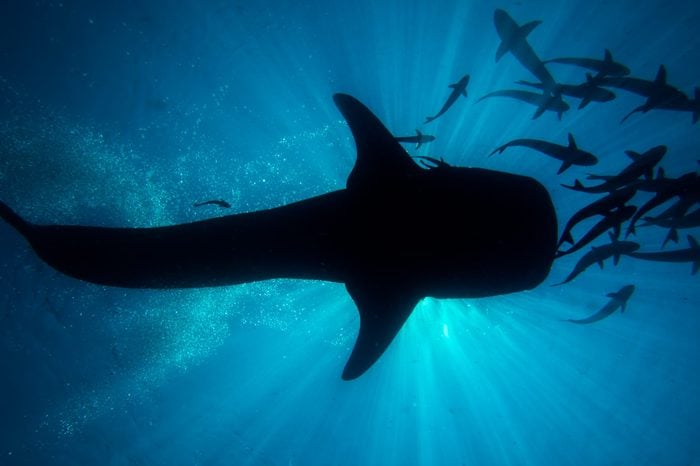 The silhouette of a whale shark, Rhincodon typus, swimming close to the surface.