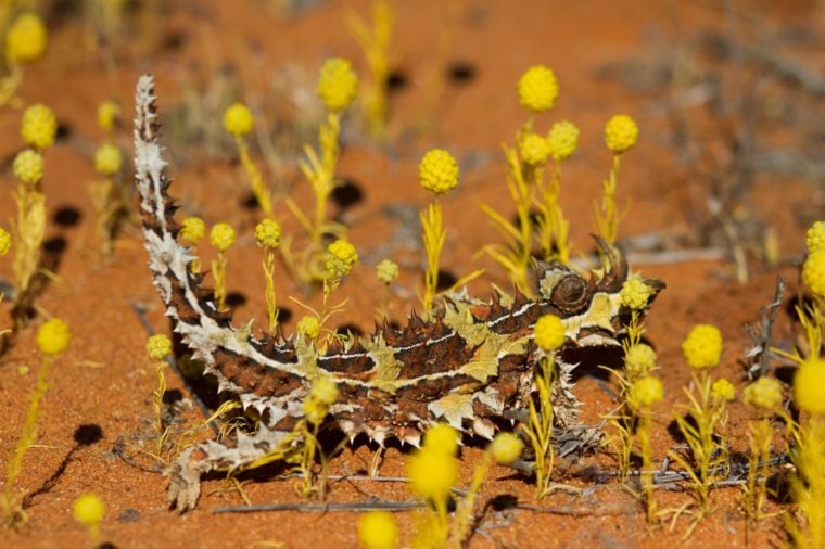 Thorny devil hidden in amongst some little yellow flowers with a red dirt background