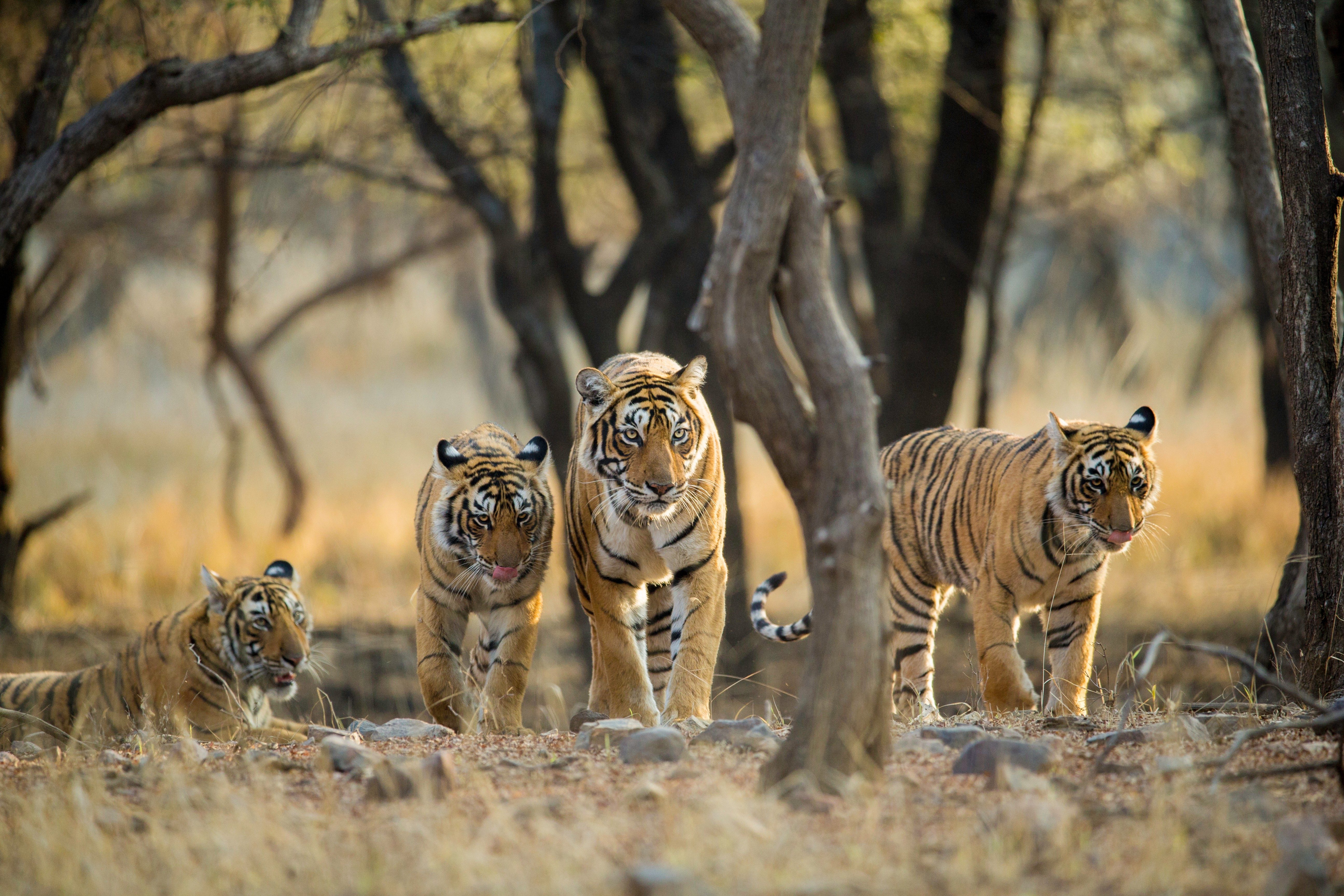 9 Different Types of Tigers - Living and Extinct Subspecies With Photos