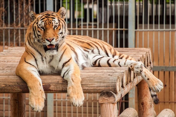 Tiger lying on the wooden platform in the zoo at the background of cage, imprisonment and touristic attraction concept