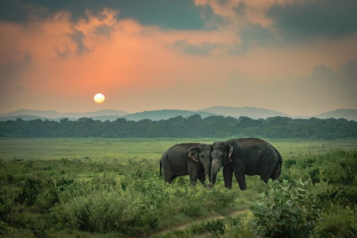 Two Sri Lankan wild elephant partners affectionately playing in a grass field under an orange sky sunset