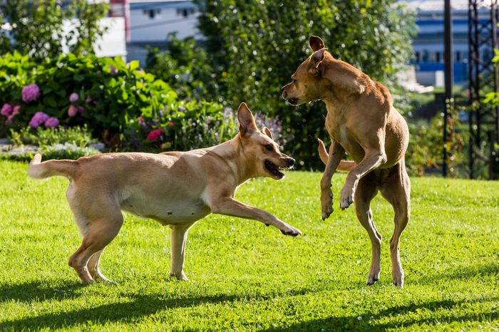 View of brown Labrador dogs fighting with each other