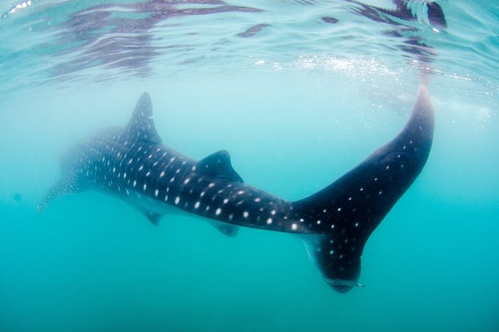 Whale Shark (rhincodon typus), the biggest fish in the ocean, a huge gentle plankton filterer giant, swimming near the surface. La Paz Baja California Sur, Mexico