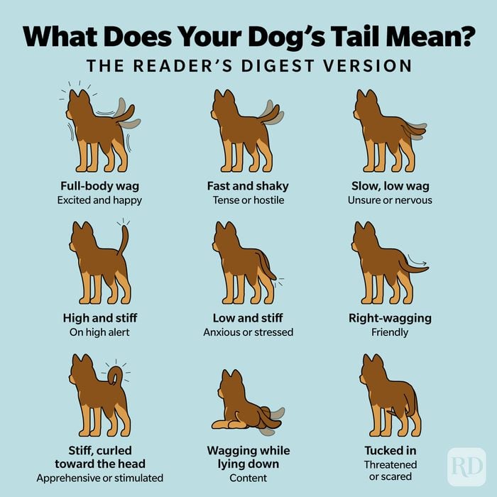 What Does Your Dog S Tail Mean