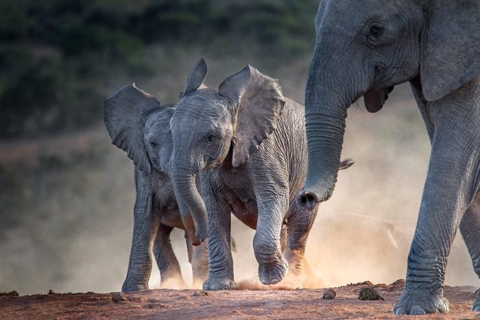 Young African elephants racing toward the water, stirring up dust in the late afternoon sun. Addo Elephant National Park, South Africa