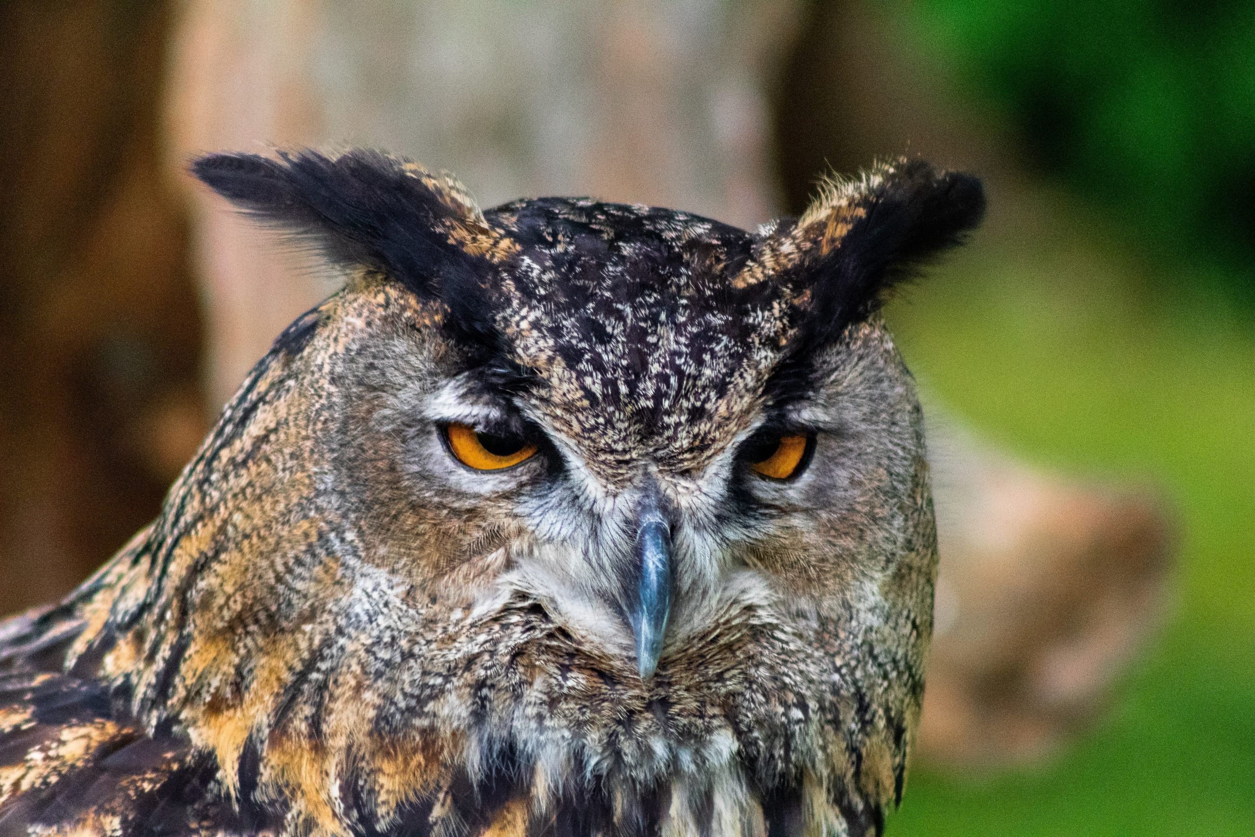 great horned owl pet