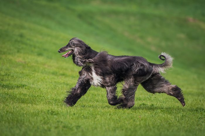 elegant Afghan hound running on the grass
