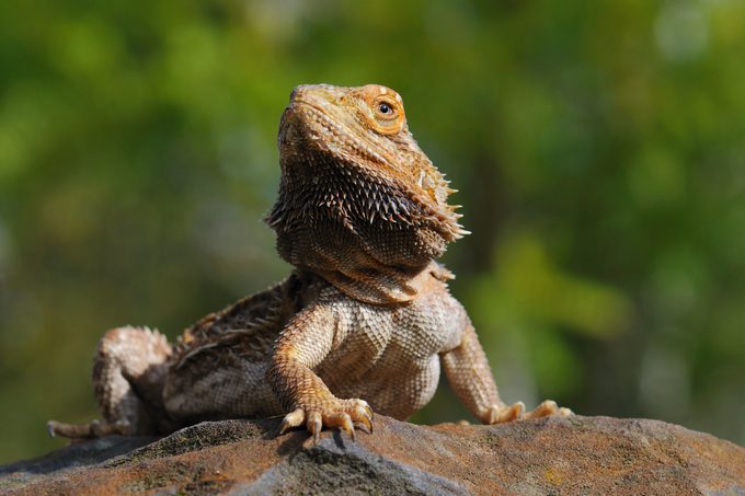 Bearded Dragon - Posing like a champ on a large boulder with soft focus green foliage in the background