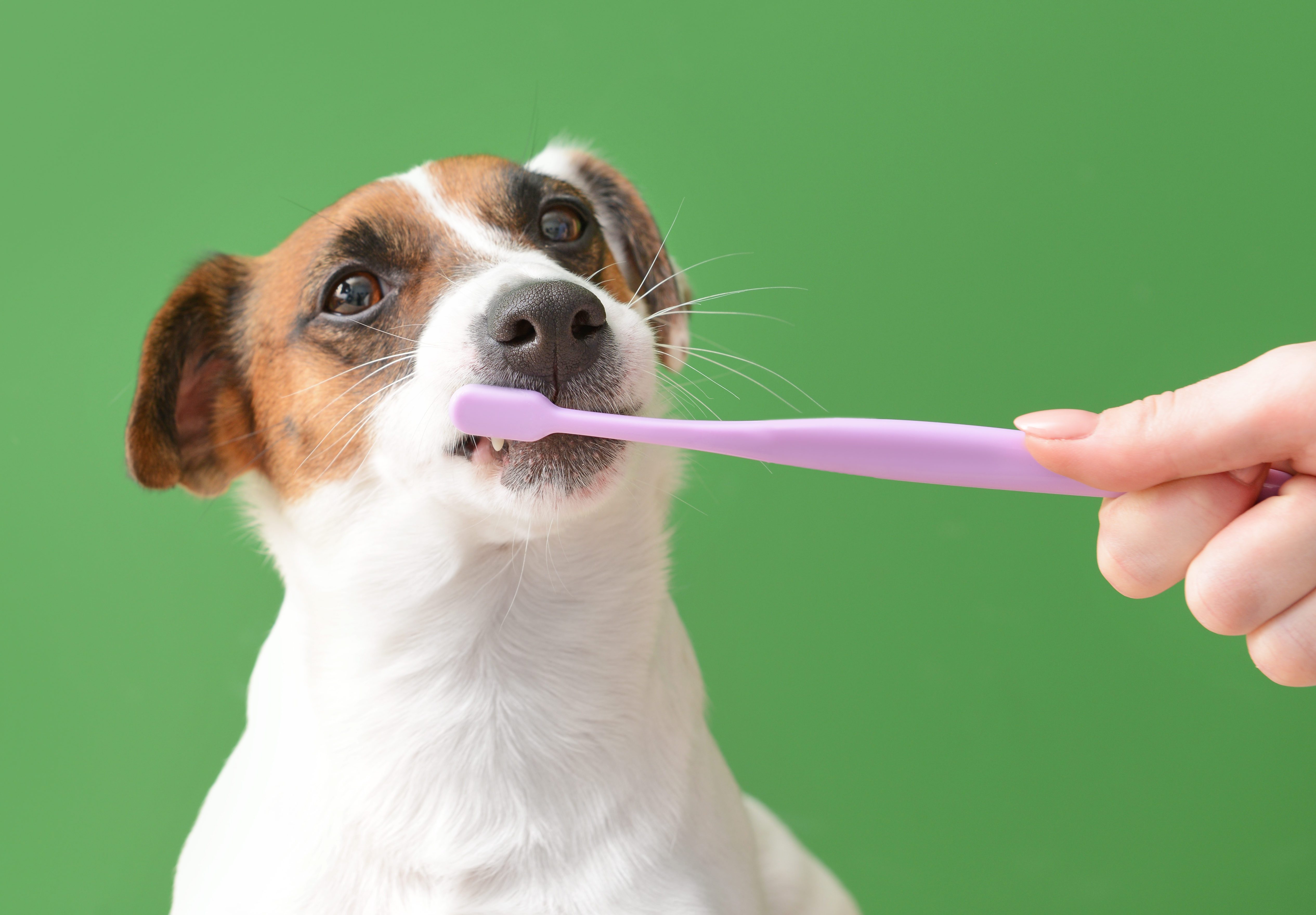 How Often Should You Be Brushing Your Dog's Teeth