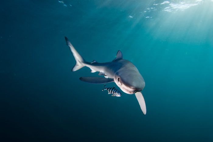 Blue shark, Gansbaai, Western Cape, South Africa