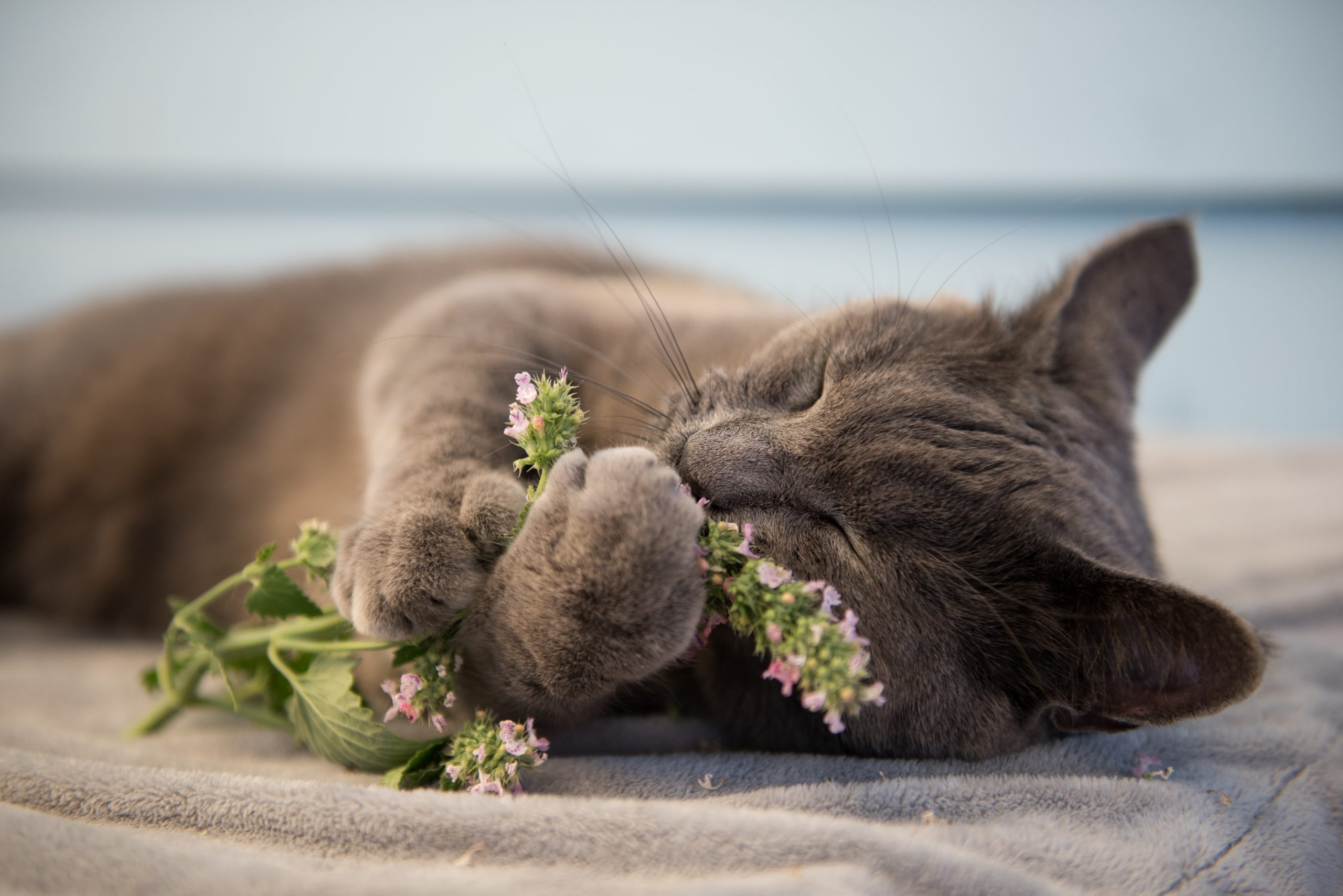 Does Catnip Have a Calming Effect on Cats?