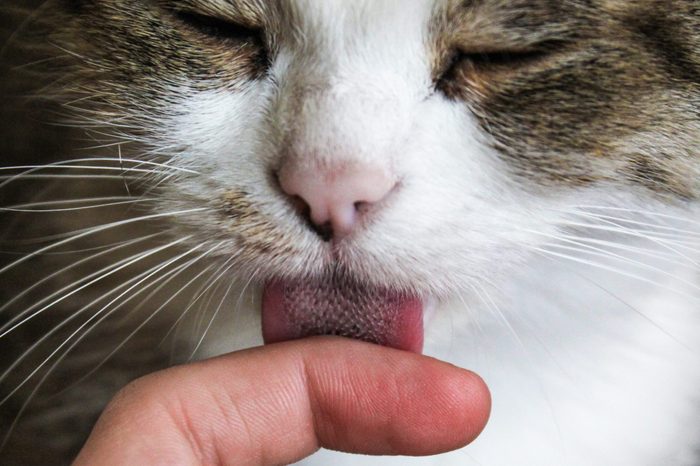 Domestic cat licks human finger