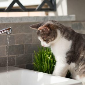 Tabby cat watching the water from the tap
