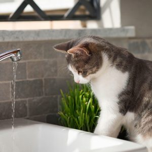 Tabby cat watching the water from the tap