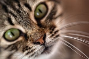 Nose, mustache and mouth of a cat, close-up, selective focus