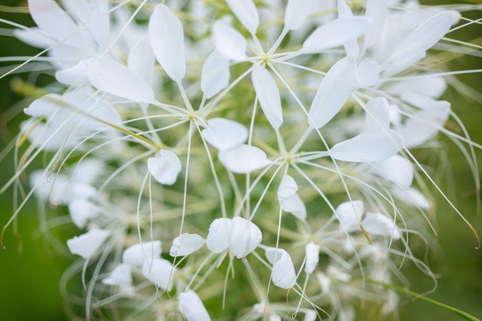 White flowers Cleome close-up. Tarenaya hassleriana