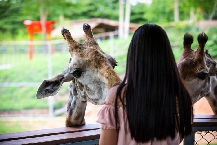 close up head shot giraffe in the zoo and young women tourist are feeding foreground in Thailand zoo