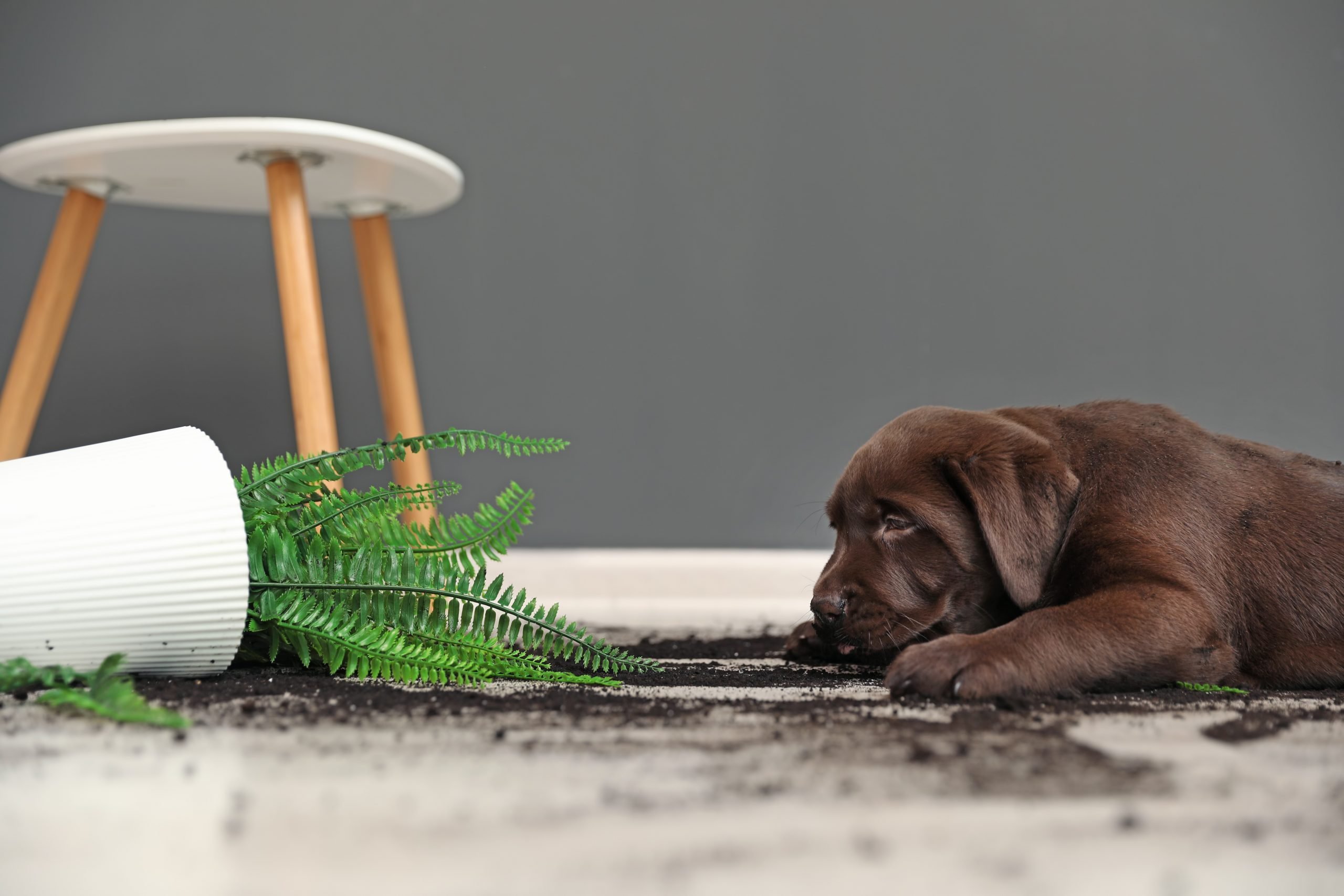 Why Do Dogs Eat Dirt? | Reader's Digest