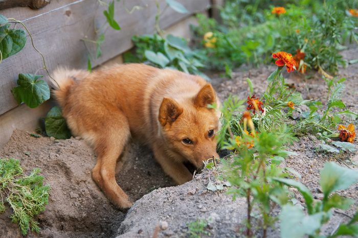 red dog hiding in the garden. Digging a hole