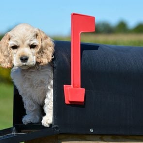 puppy in a mailbox - american cocker spaniel puppy - 8 weeks old
