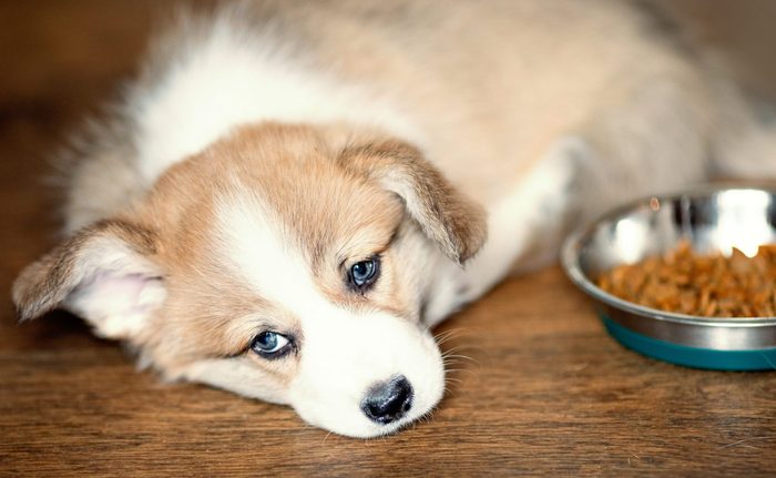 Cute Puppy overeating dog food and laying looking at camera. Dry food and the dog who eats a lot